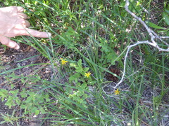 Microseris nutans