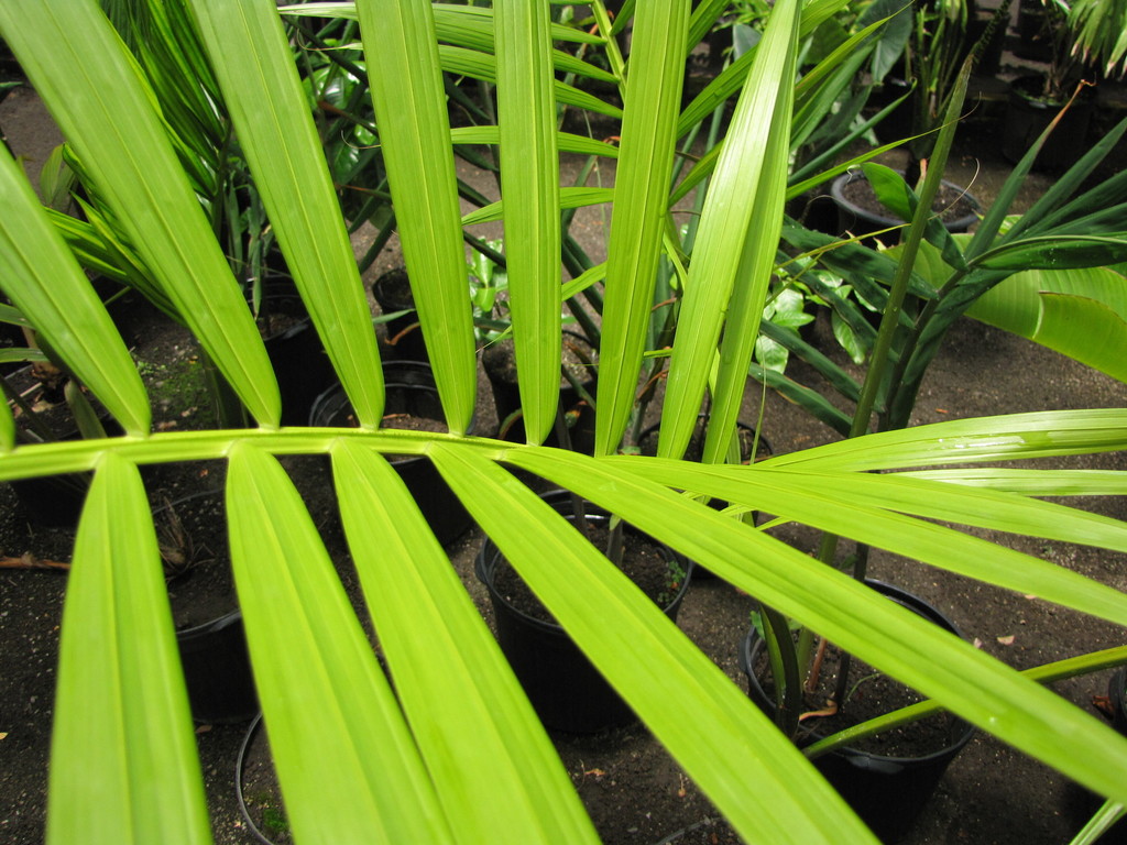 Açaí Palm (Euterpe oleracea) · iNaturalist