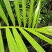 Açaí Palm - Photo (c) Forest and Kim Starr, some rights reserved (CC BY)