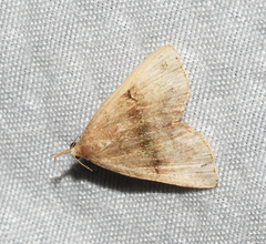 Phalaenostola eumelusalis