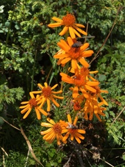 Jacobaea abrotanifolia