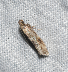 Acrolepiopsis assectella