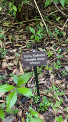 Citharexylum spinosum