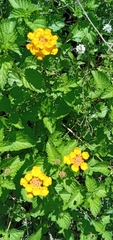 Lantana × hybrida