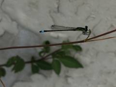 Ischnura ramburii