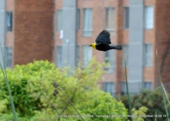 Chrysomus icterocephalus bogotensis