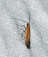 Caloptilia hypericella