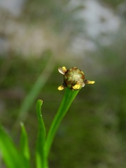 Xyris laxifolia iridifolia