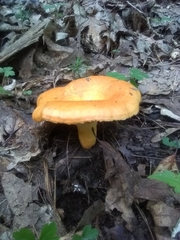 Lactarius croceus
