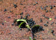 Alticina
