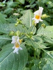 Impatiens edgeworthii