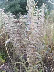 Echium vulgare