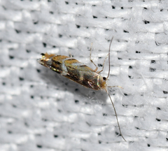 Macrosaccus robiniella