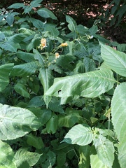 Impatiens edgeworthii