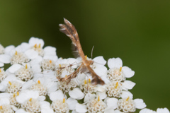 Oxyptilini
