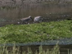 Calidris alpina