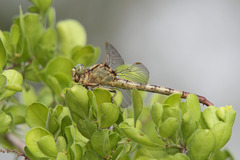 Arigomphus submedianus