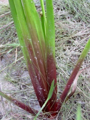 Xyris laxifolia iridifolia
