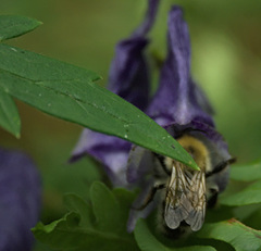 Bombus consobrinus