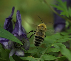 Bombus consobrinus