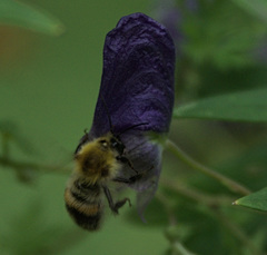 Bombus consobrinus