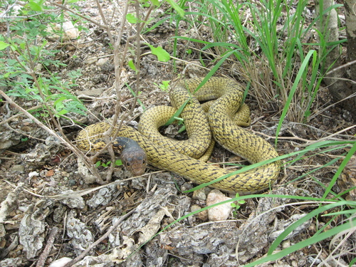 Baja California Coachwhip