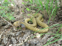 Masticophis fuliginosus