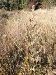 Artemisia vulgaris