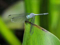 Micrathyria schumanni