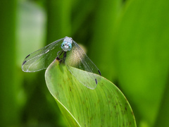 Micrathyria schumanni