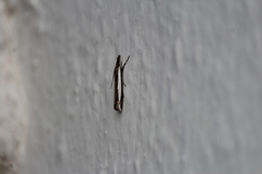 Crambus praefectellus