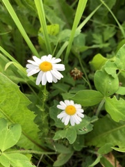 Tripleurospermum inodorum