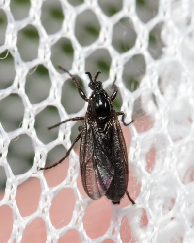 Dilophus orbatus photo 4