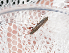Paromius longulus