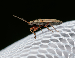 Paromius longulus