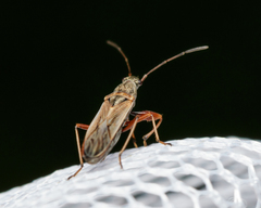 Paromius longulus