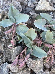 Cycladenia humilis