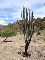 Harrisia tetracantha