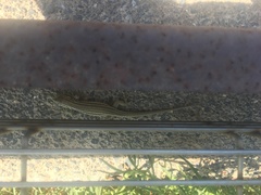 Podarcis filfolensis maltensis