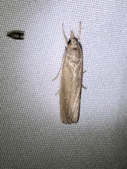 Occidentalia comptulatalis