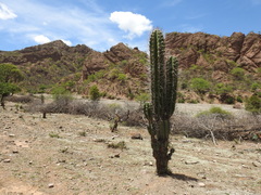 Neoraimondia herzogiana
