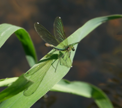 Calopteryx splendens
