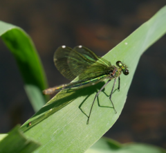 Calopteryx splendens