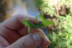Hypericum gymnanthum