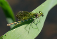 Calopteryx splendens