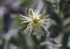 Silene parishii