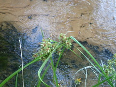 Cyperus virens