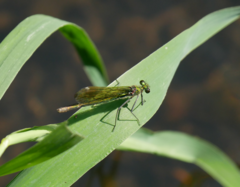 Calopteryx splendens