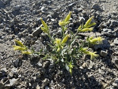 Silene parishii