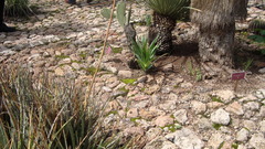 Hemiphylacus latifolius